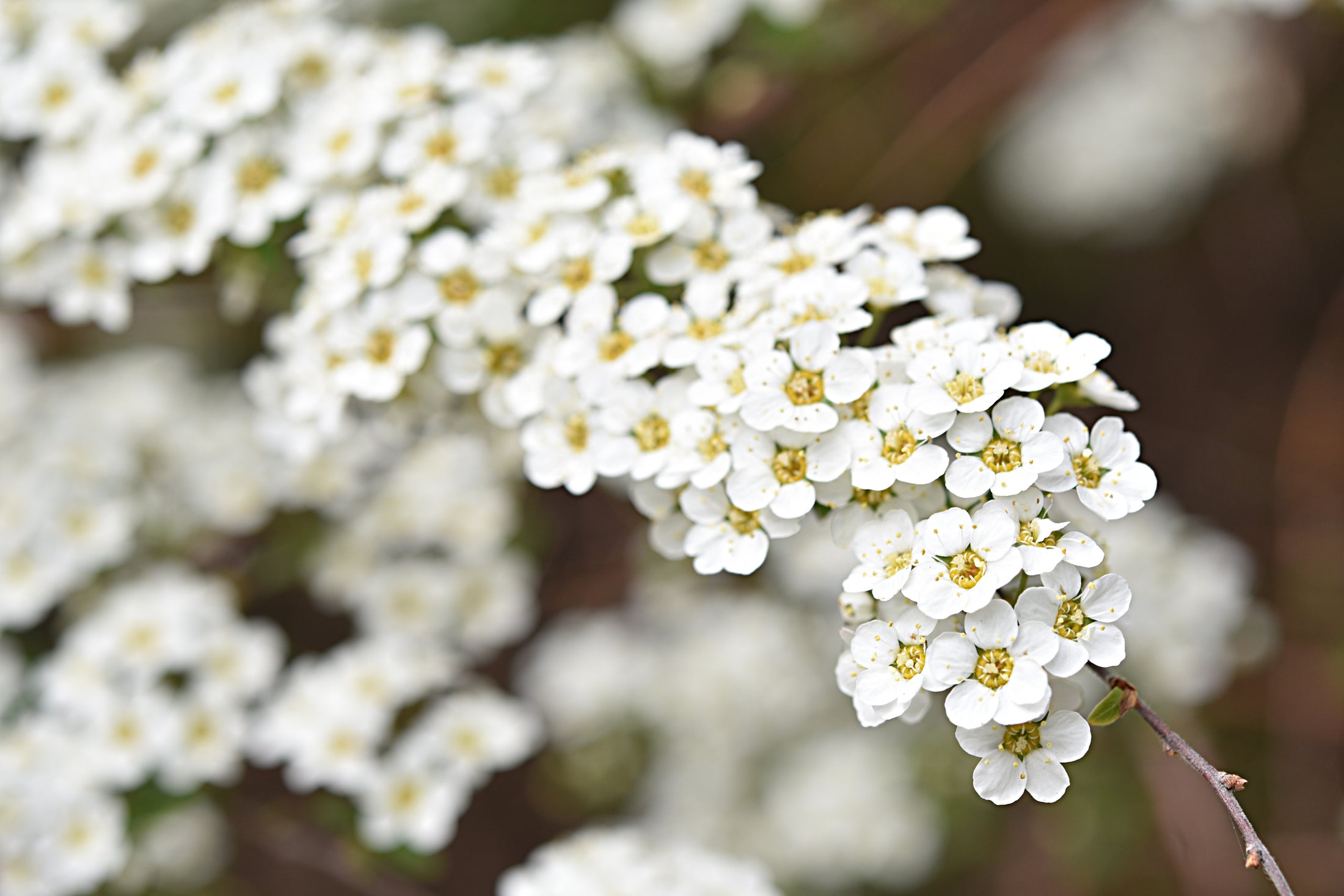 Spiraea × arguta 'Graciosa'