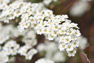 Spirée de printemps ‘Graciosa’ (Spiraea × arguta)