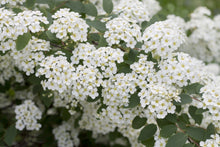 Spiraea × cinerea 'Grefsheim'