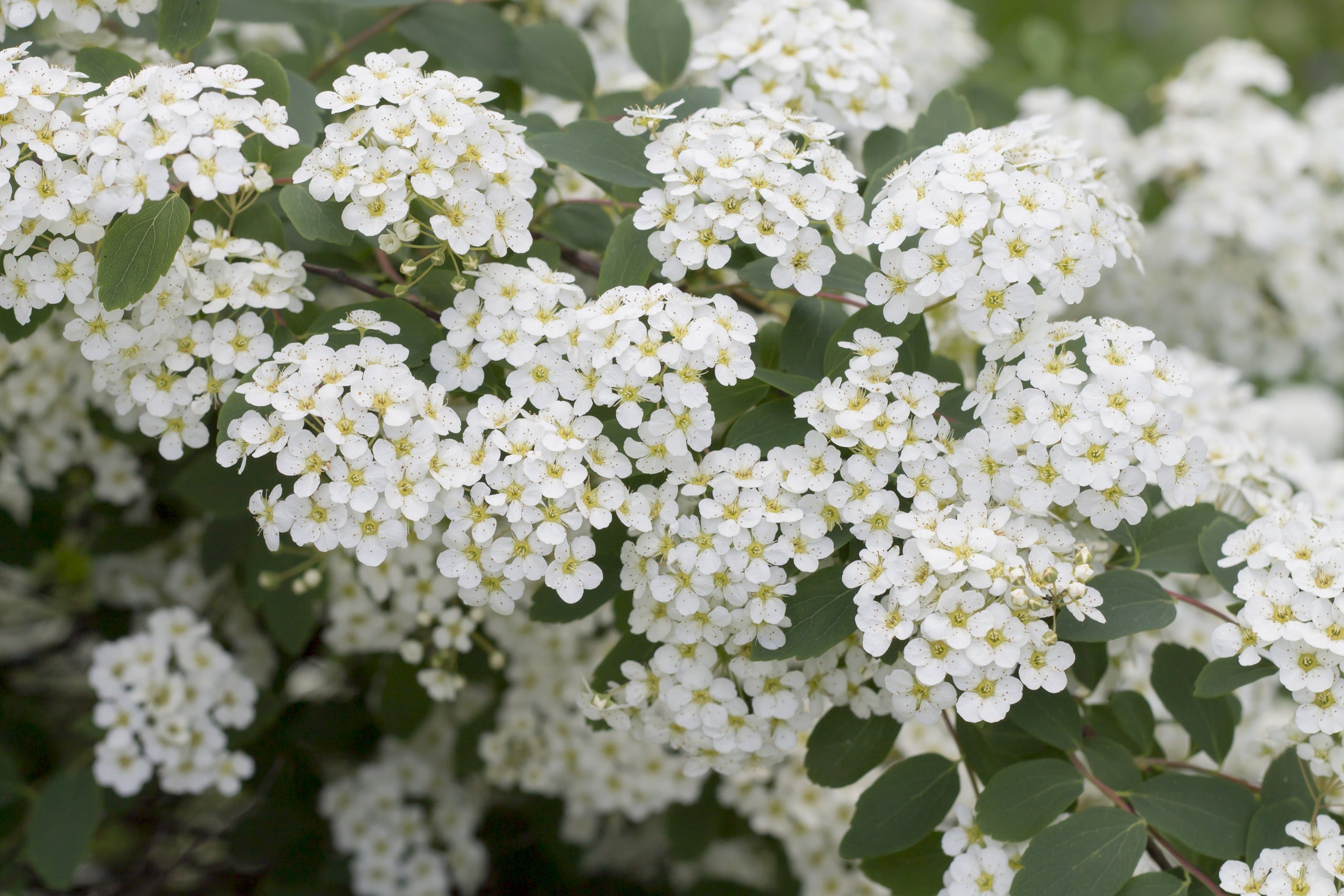 Spiraea × cinerea 'Grefsheim'