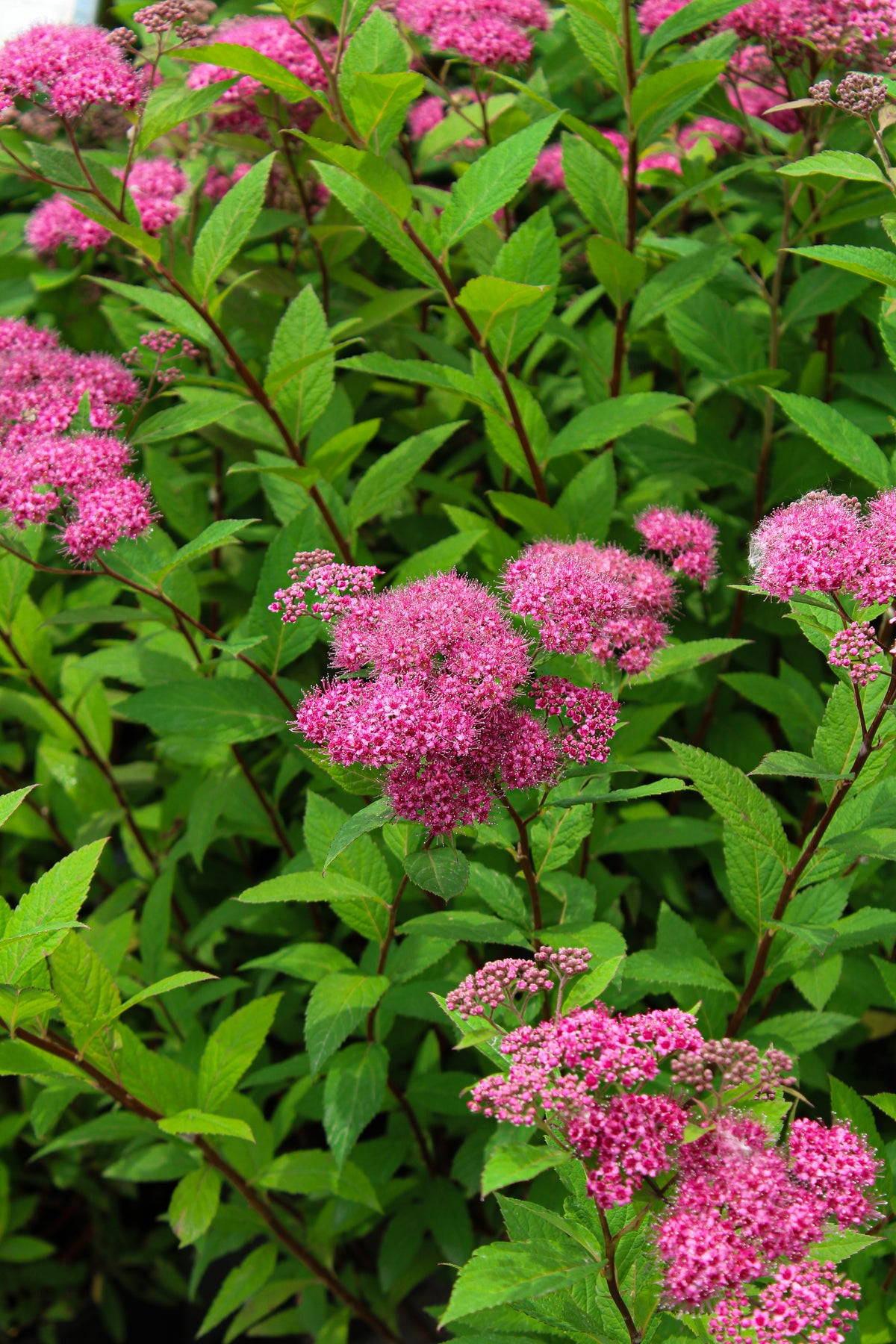 Spiraea japonica 'Froebelli'