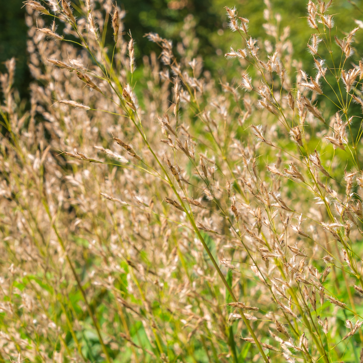 Spodiopogon 'Sibiricus'