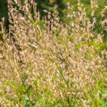 Spodiopogon 'Sibiricus'
