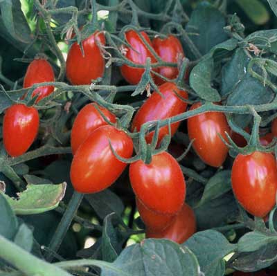 Organic 'Sprite' Tomato