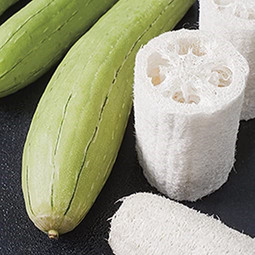 Courge 'Luffa'