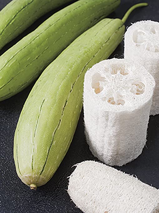 Semences Luffa (Luffa aegyptiaca)