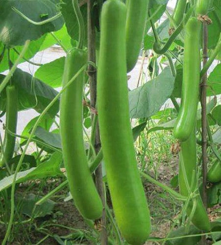 Semences Courge 'Serpente sicilienne' (Lagenaria siceraria)