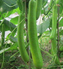 Semences Courge 'Serpente sicilienne' (Lagenaria siceraria)