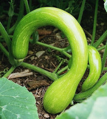 Semences Courge 'Trombetta d’Albenga' (Cucurbita moschata)