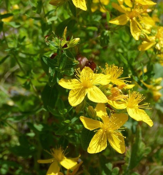 St John's Wort 'Topas' organic