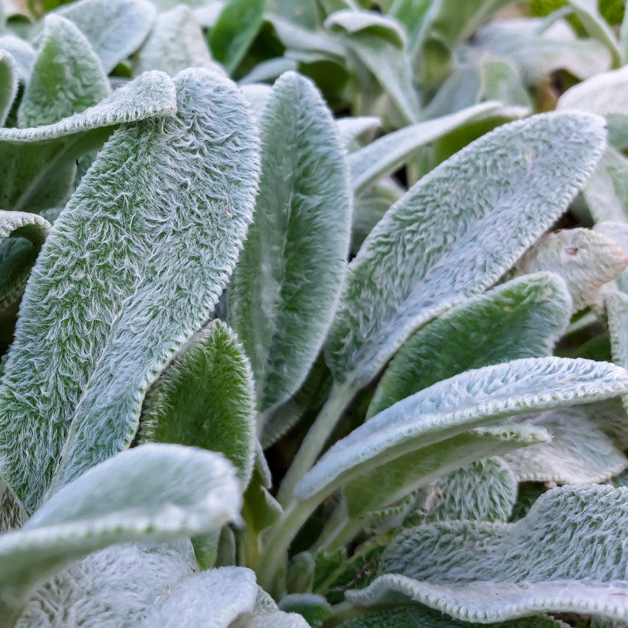 Stachys 'Lamb's Ear'