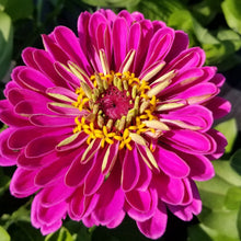 Zinnia 'State Fair' organic