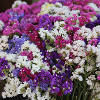 Un groupe très serré de petites fleurs blanches, roses, mauves et violettes occupe presque tout le cadre. Les fleurs sont réunies en amas ramifiés, avec de minuscules centres clairs visibles entre les pétales. Certaines zones blanches se détachent parmi les touches pourpres. Quelques tiges vertes apparaissent au bas, tandis que le fond reste essentiellement floral.