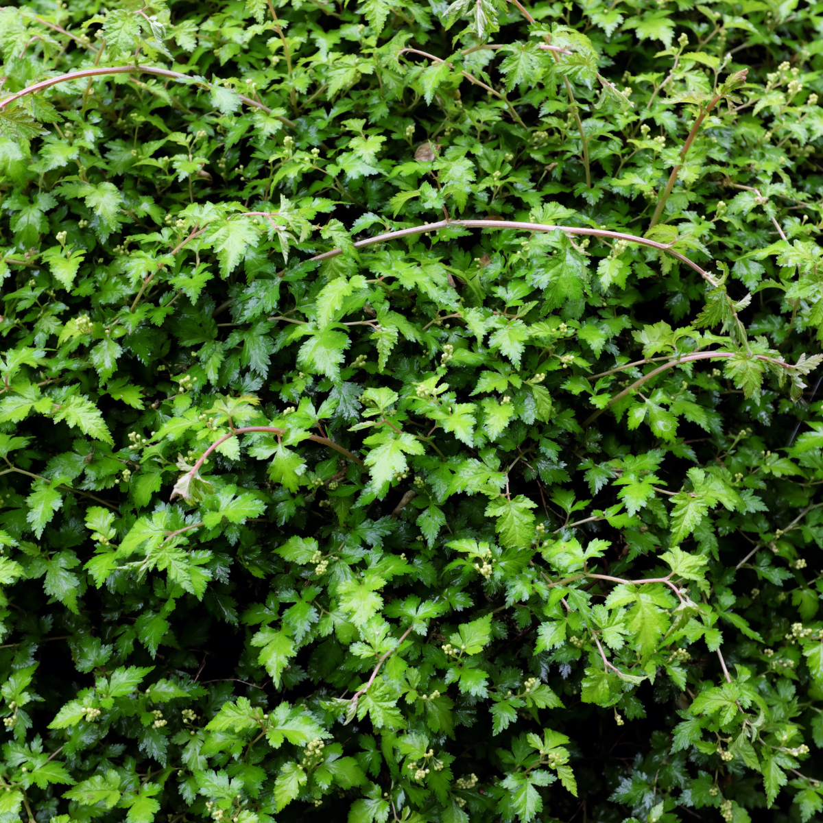 Stephanandra incisa 'Crispa'