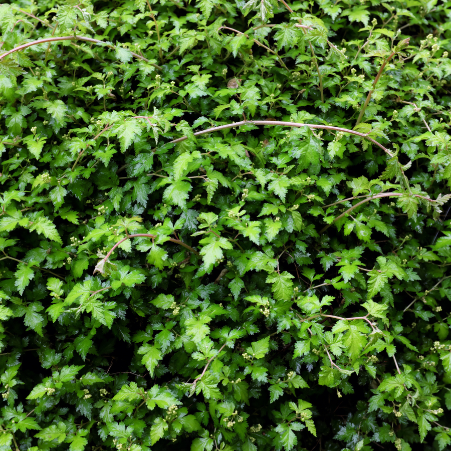 Stephanandra incisa 'Crispa'