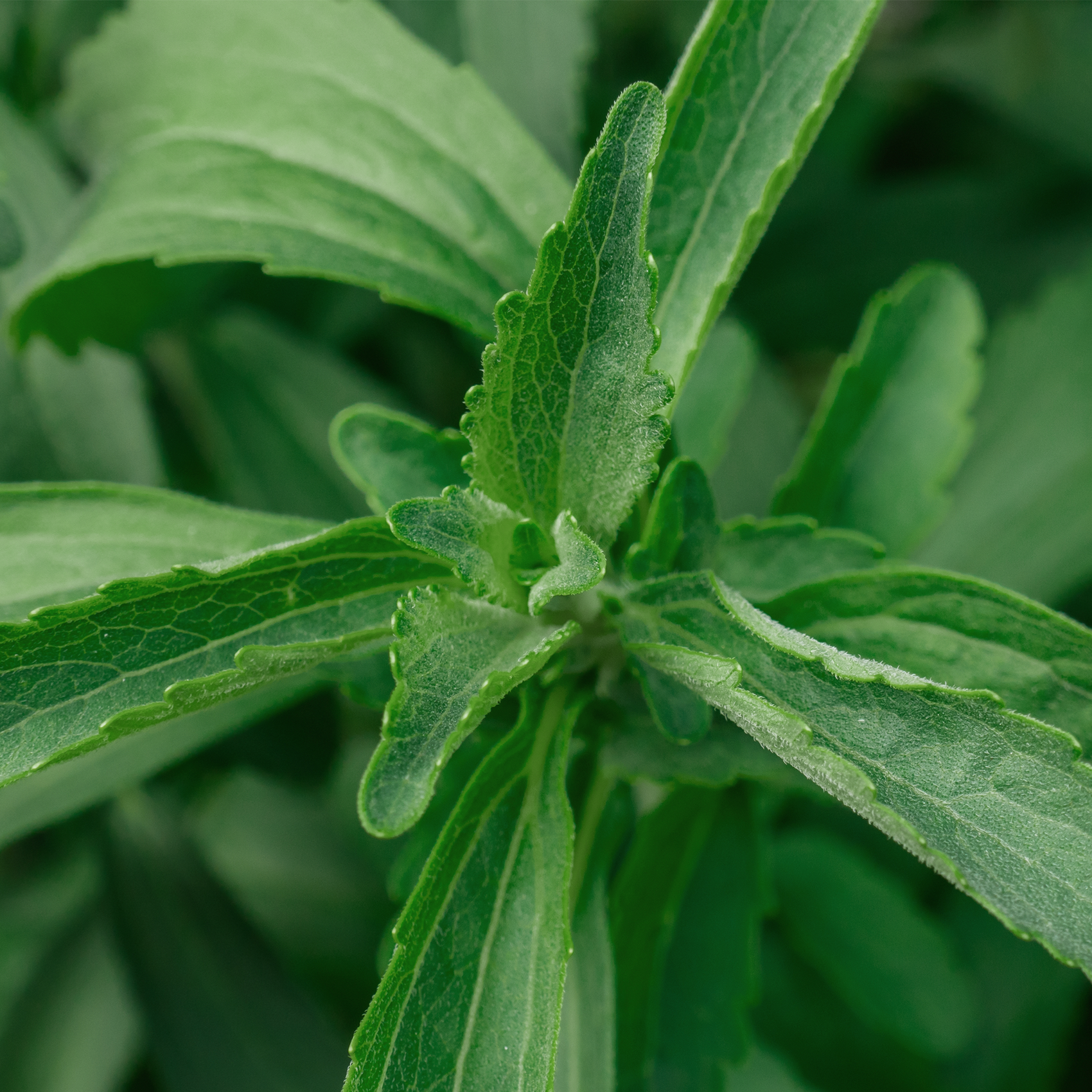 Stevia