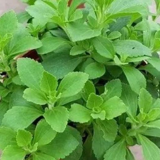 Organic Stevia 'Stevia'