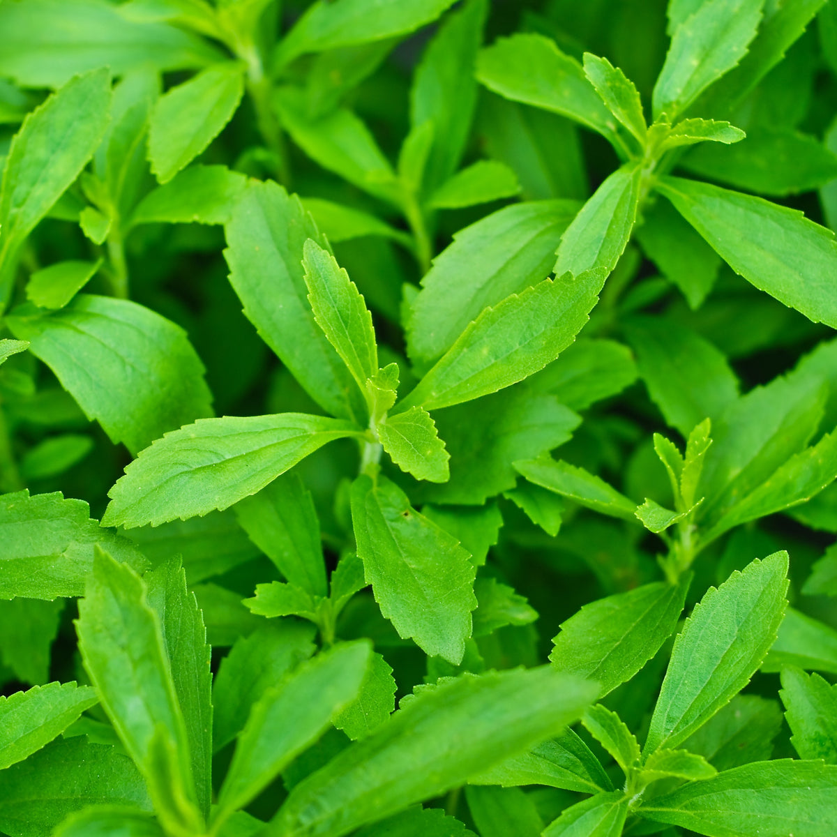 Photo de Stevia rebaudiana. Le visuel permet d’observer les contours, les teintes et la disposition des éléments présentés. Les détails de forme et les contrastes donnent un aperçu de l’apparence de cette plante ou de sa récolte. Cette photographie accompagne la variété nommée afin de l’identifier dans la sélection de semences.