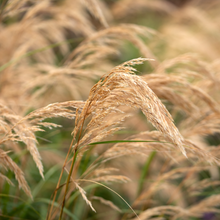 Stipa 'Calamagrostis'