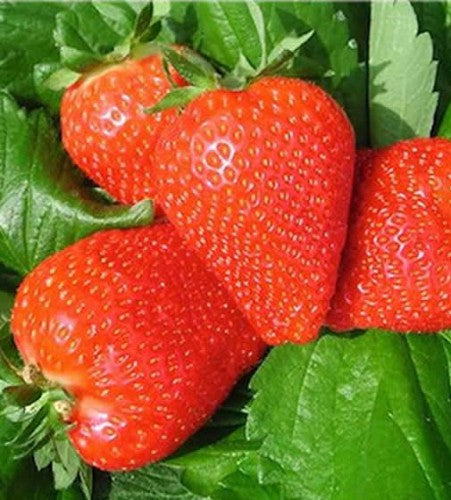 Semences Fraisier alpin rouge (Fragaria vesca)
