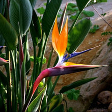 Strelitzia