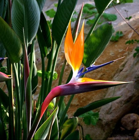 Strelitzia