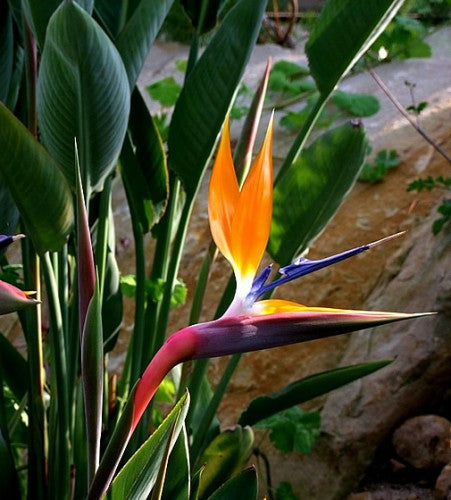 Semences Oiseau de paradis (Strelitzia reginae)
