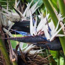 Strelitzia nicolai