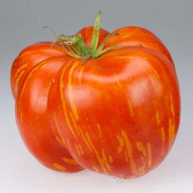 Gaia packet of approximately 25 organic ‘Striped Cavern’ tomato seeds ( Solanum lycopersicum ) certified by Ecocert Canada. The package describes an 8-ounce, blocky, pepper-shaped fruit with red and yellow stripes and a lobed, partially hollow structure. Lot GO24008 helps keep the cultivar correctly identified during seed starting. Striped Cavern is an organic, open-pollinated, indeterminate heirloom tomato.