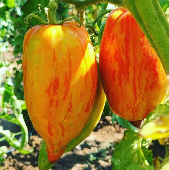 Tomate Striped Roman – Gaia Organic Seeds