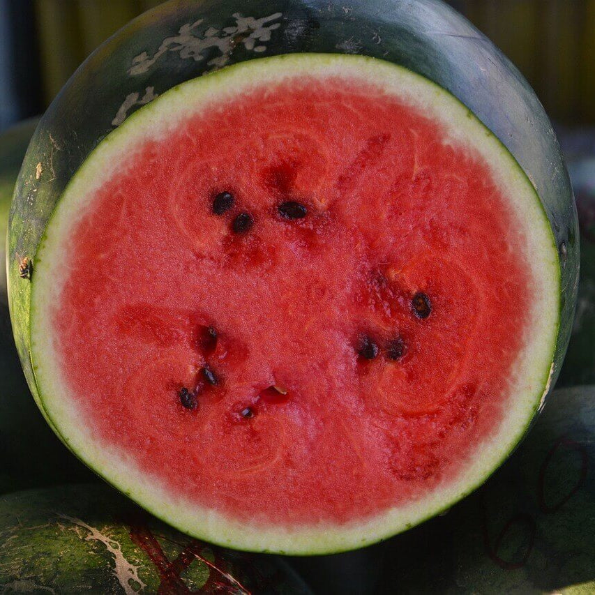 Melon d'eau 'Sugar Baby'