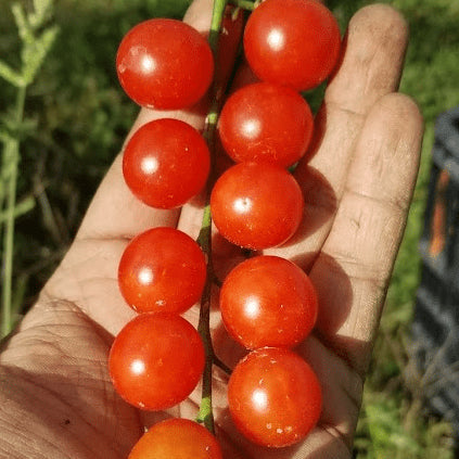 Sachet Gaia d’environ 25 graines biologiques de tomate cerise ‘Sugar Cherry’ ( Solanum lycopersicum ), certifiées par Ecocert Canada. L’emballage décrit une minuscule tomate cerise rouge, intensément sucrée et savoureuse. Le lot GO-0000630 aide à conserver l’identité du cultivar pendant les semis. Sugar Cherry est une tomate cerise biologique, patrimoniale, indéterminée et à pollinisation libre.