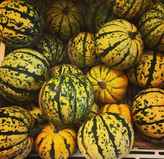 Organic 'Sugar Dumpling F1' Squash