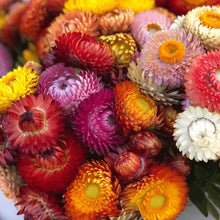 Strawflower 'Sultan Mix' organic