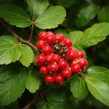 Sumac aromatique, arbuste indigène au feuillage dense.