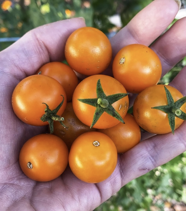 Tomate Sun Gold F1 – Gaia Organic Seeds