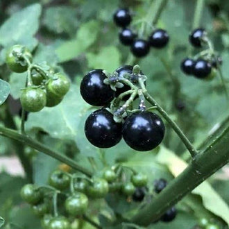 Des grappes de petites baies noires et brillantes pendent à des tiges vertes, parmi un feuillage également vert. Au premier plan, trois fruits sombres sont bien visibles avec leurs petits calices. D’autres grappes portent encore des baies vertes. L’arrière-plan flou montre plusieurs groupes de fruits et de feuilles, tandis qu’une tige plus épaisse traverse le bas de l’image en diagonale.