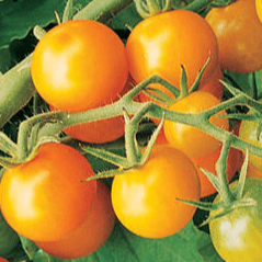 Sachet Gaia d’environ 25 graines biologiques de tomate ‘Sundrops’ ( Solanum lycopersicum ), certifiées par Ecocert Canada. L’emballage décrit de petits fruits orange, ovales, juteux et résistants au fendillement sur un plant indéterminé. Le lot GOGOG691 aide à garder le bon sachet avec les semis. Sundrops est une tomate biologique, patrimoniale, indéterminée et à pollinisation libre.
