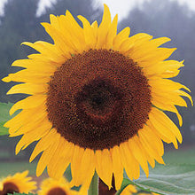 Illustration associée à Tournesol Tuscan Classic, dans la gamme Weston. Tuscan Classic est un tournesol de grande allure, dont les capitules jaunes structurent une plantation estivale ensoleillée. Le visuel permet de repérer la référence et l’aspect présenté pour cette sélection. Les dimensions et les couleurs observées au jardin dépendent du stade de croissance et des conditions de culture.