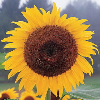 'Tuscan' Sunflower