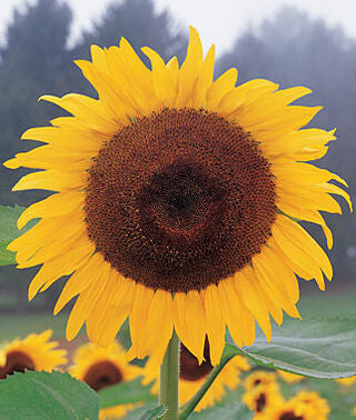 Illustration associée à Tournesol Tuscan Classic, dans la gamme Weston. Tuscan Classic est un tournesol de grande allure, dont les capitules jaunes structurent une plantation estivale ensoleillée. Le visuel permet de repérer la référence et l’aspect présenté pour cette sélection. Les dimensions et les couleurs observées au jardin dépendent du stade de croissance et des conditions de culture.