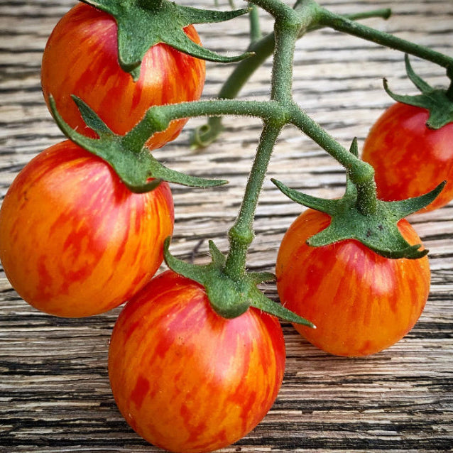 Sachet Gaia d’environ 25 graines biologiques de tomate cerise ‘Sunrise Bumblebee’ ( Solanum lycopersicum ), certifiées par Ecocert Canada. L’emballage présente une tomate orange vif striée de rouge, de jaune et d’or. Conservez le sachet avec les semis pour garder le cultivar et la certification correctement identifiés. Sunrise Bumblebee est une tomate cerise biologique, indéterminée et à pollinisation libre.