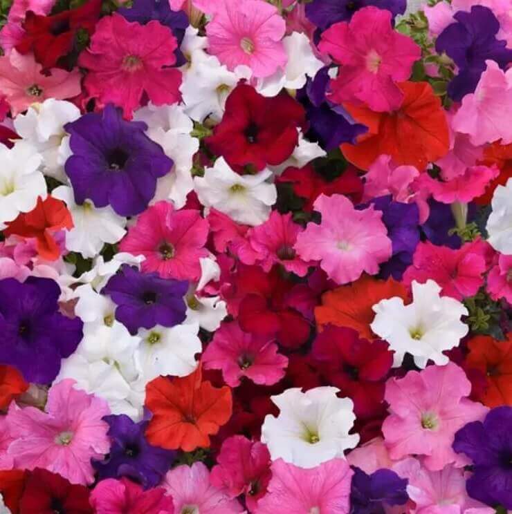 Pétunia cascade 'Mix'