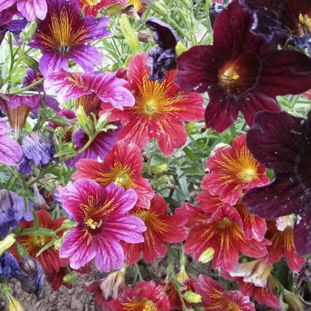 Salpiglossis 'Superbissima' Mix Organic 