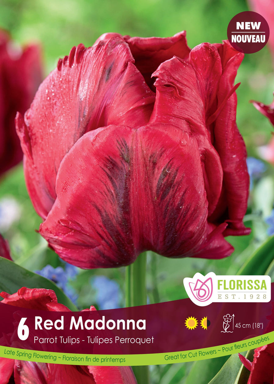 Tulipe Red Madonna