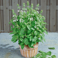  Basil  'Dani' (Sweet Lemon)