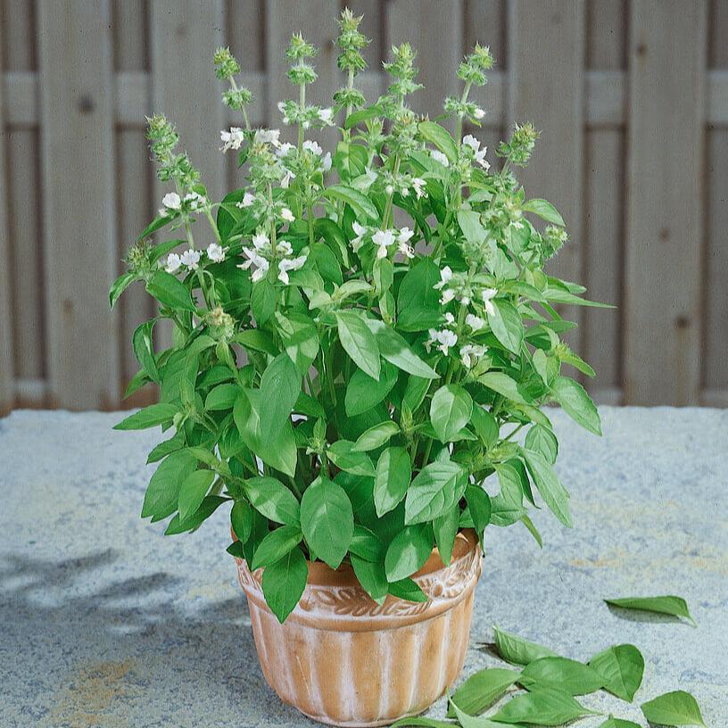  Basil  'Dani' (Sweet Lemon)
