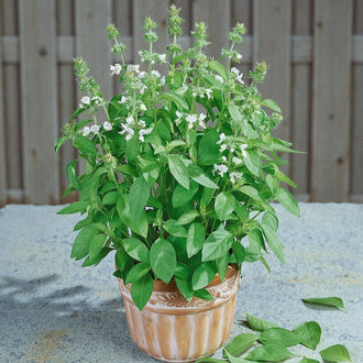 Un basilic en fleurs se dresse dans un pot beige strié, posé sur une surface gris clair. Des feuilles vertes entourent les tiges, dont les extrémités portent de petites fleurs pâles. Quelques feuilles détachées reposent près du contenant. Une clôture grise forme l’arrière-plan, avec des ombres visibles sous le pot et sur le support.