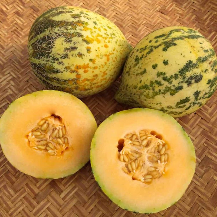 Organic Melon 'Sweet Freckles'