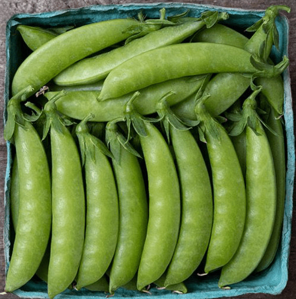 Snow peas 'Sweet Gem' organic